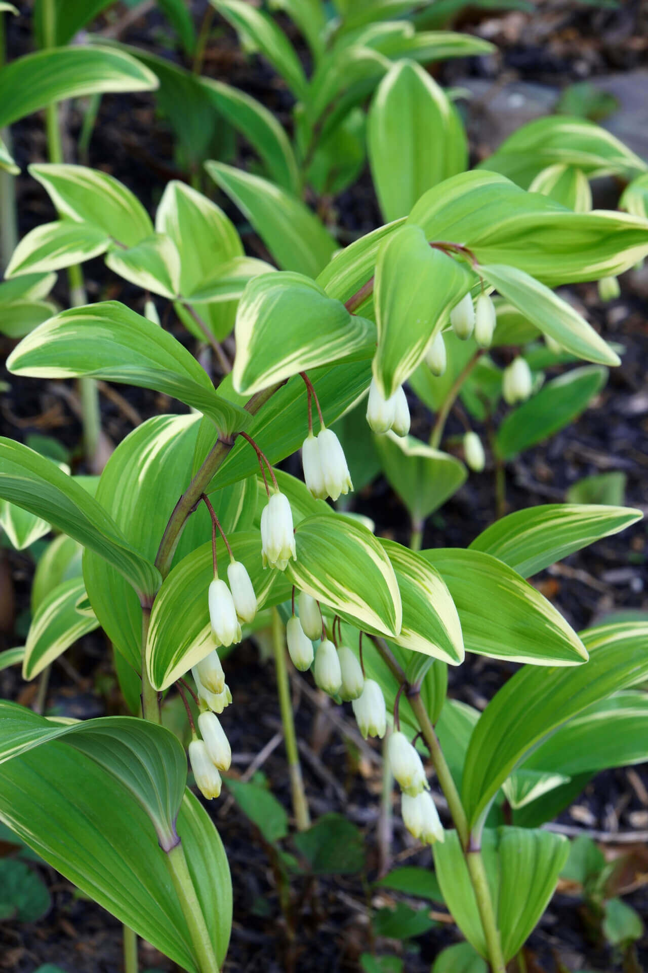 Solomon's Seal Plant