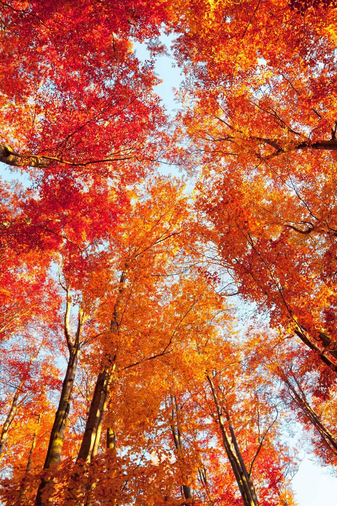 Sourwood Tree