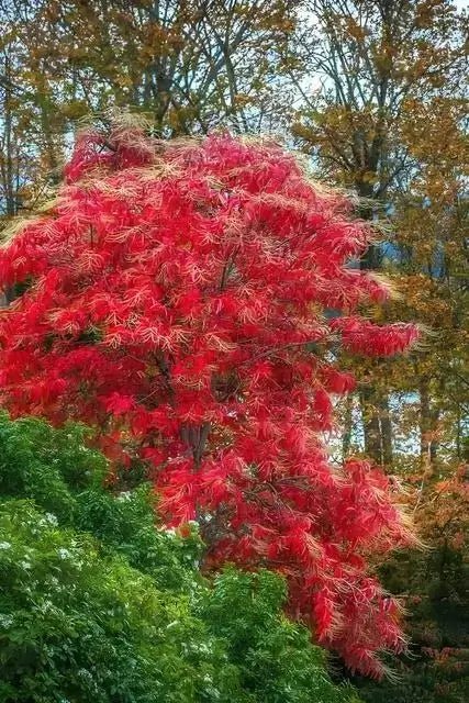 Sourwood Tree