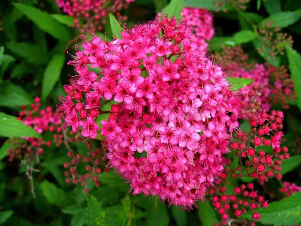 Spiraea Japonica