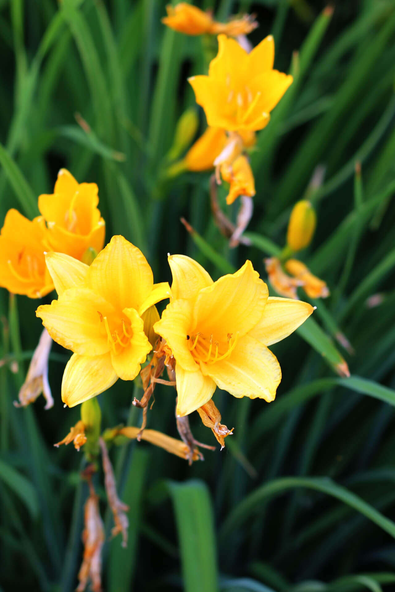 Stella De Oro Daylily