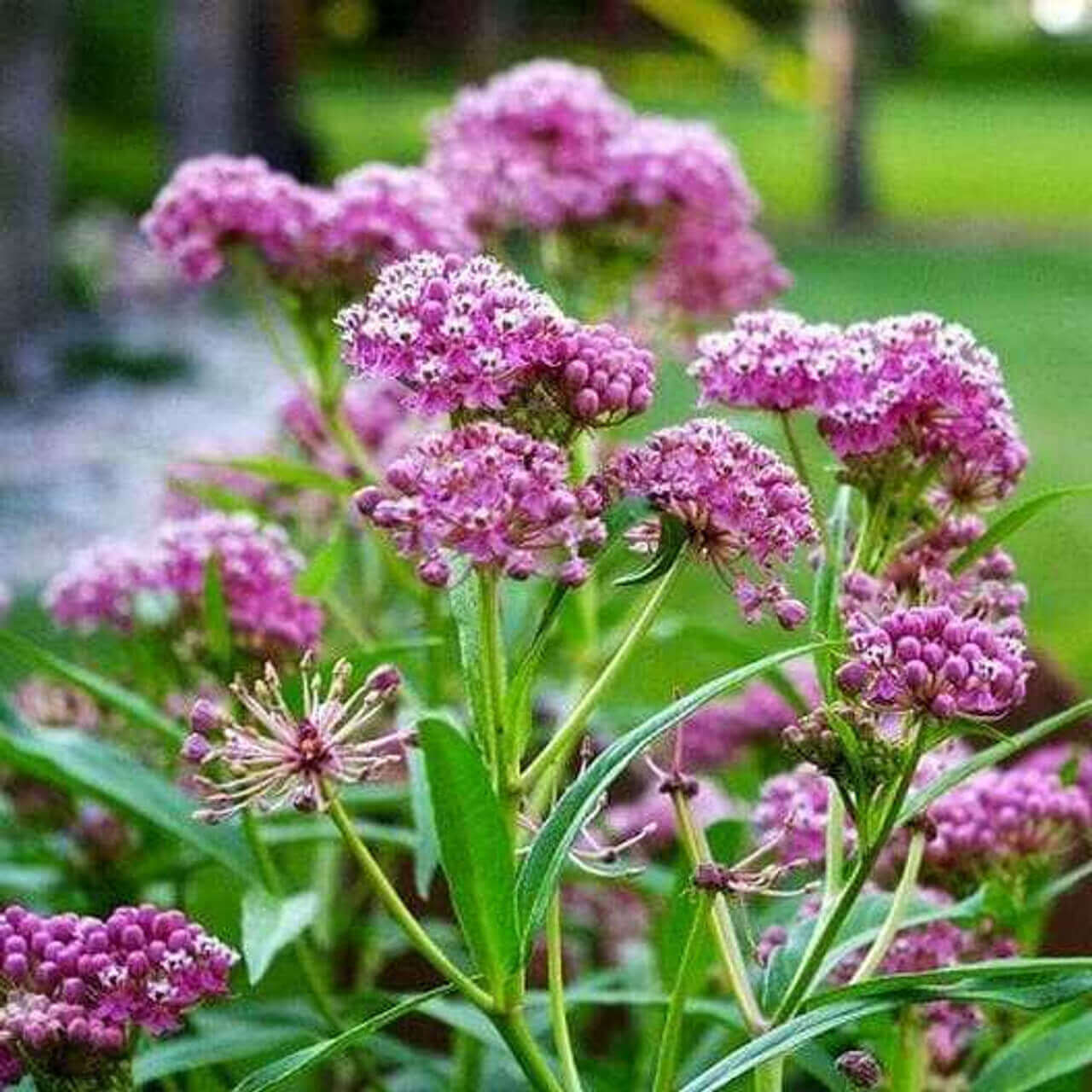 Swamp Milkweed