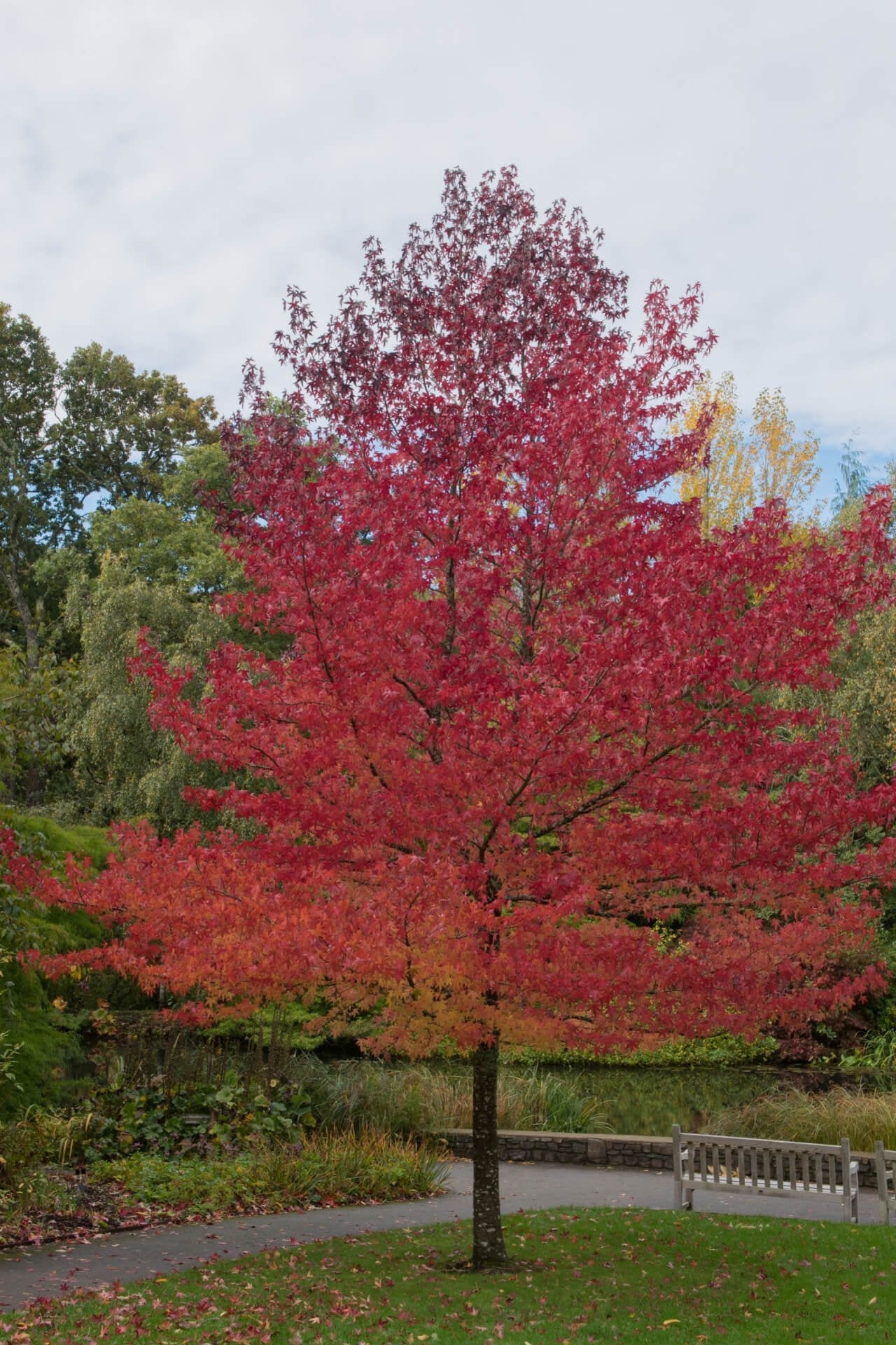 Sweet Gum Tree