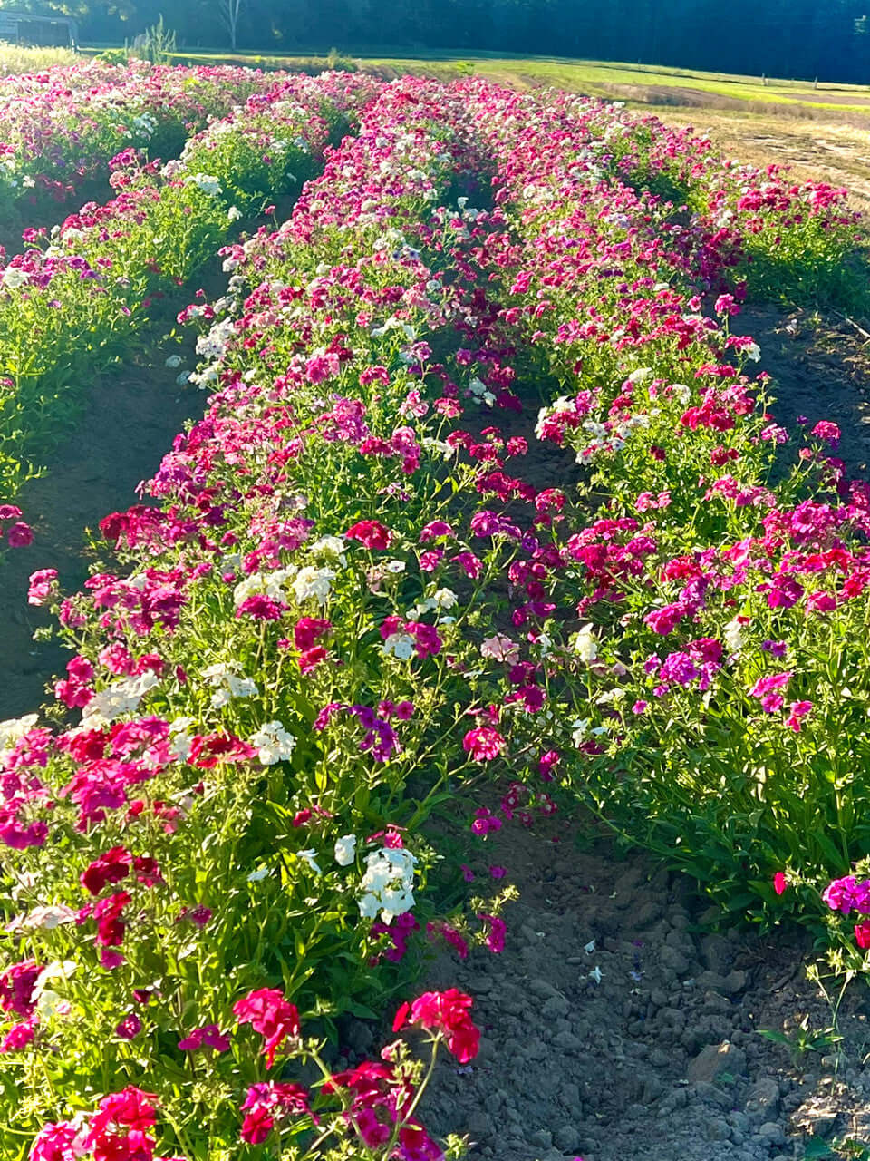 Tall Garden Phlox