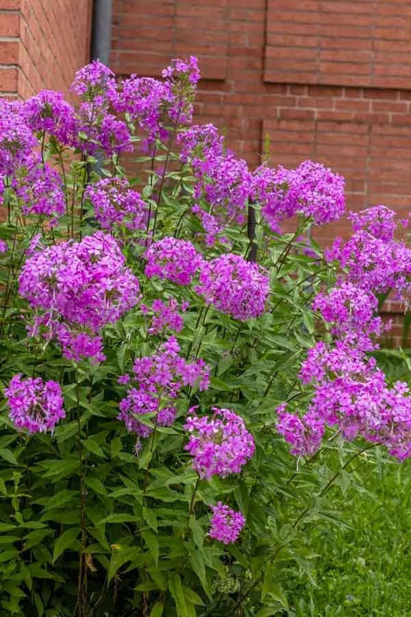 Tall Garden Phlox