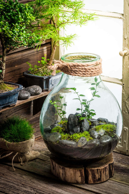 Terrarium Garden Kit