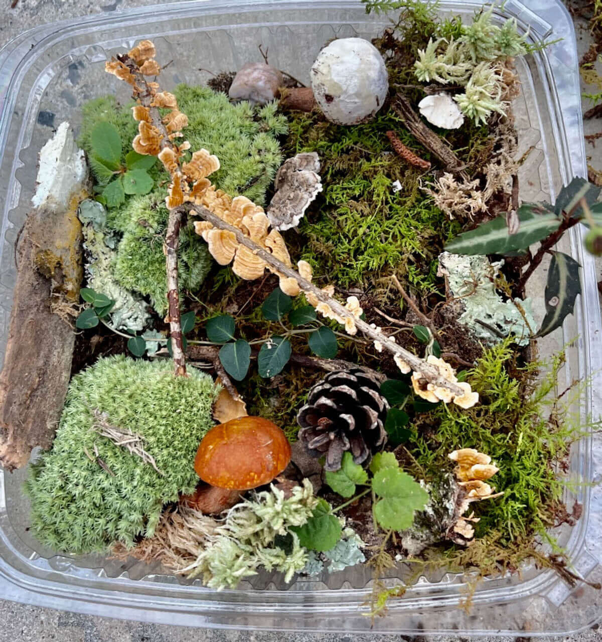 Terrarium Garden Kit