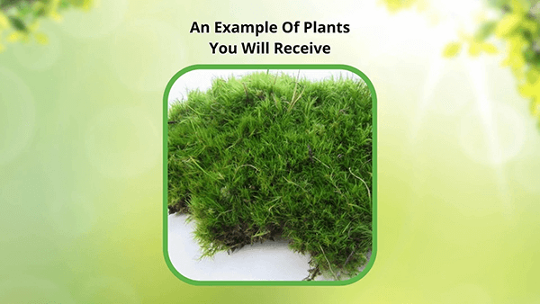 Tree Moss - 5 Square Feet