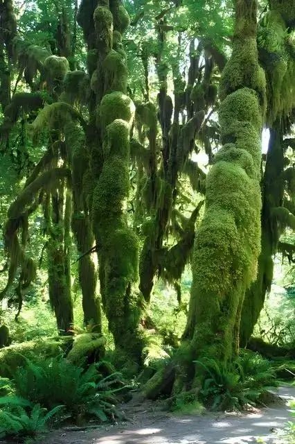 Tree Moss - 5 Square Feet