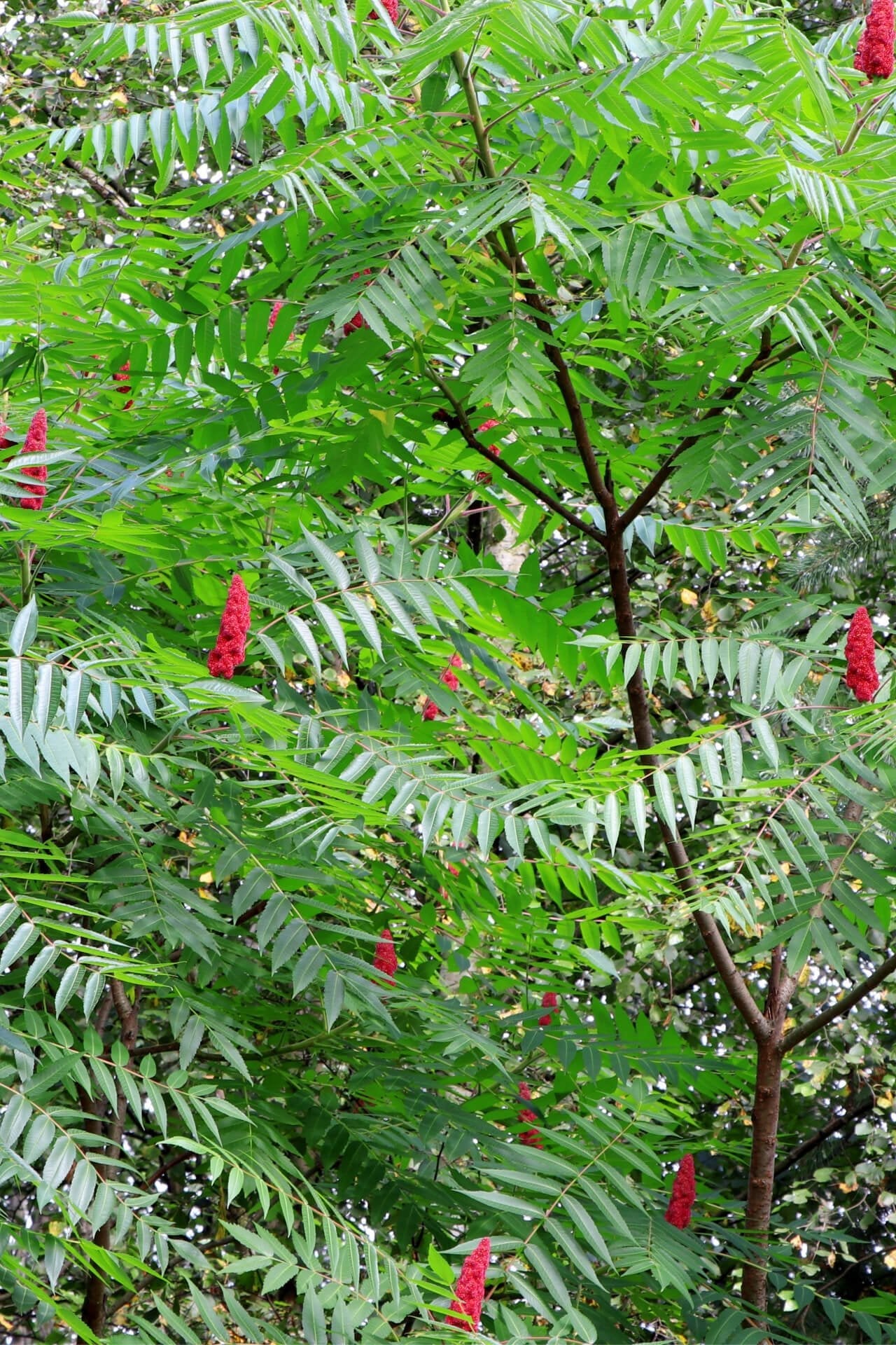 Tree Of Heaven