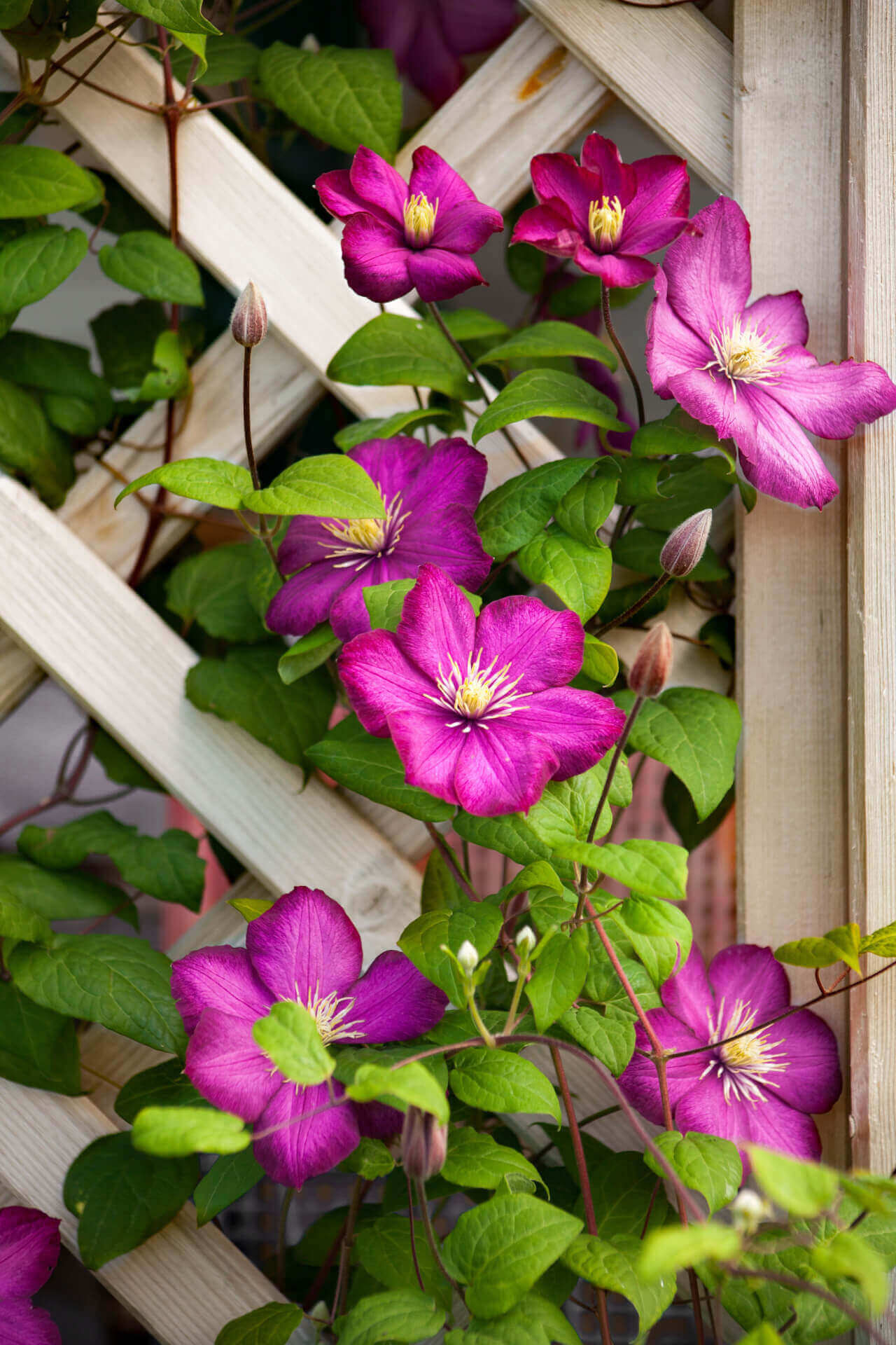 Trellis Climbers -15 Plants