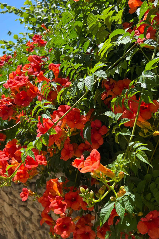 Trumpet Vine