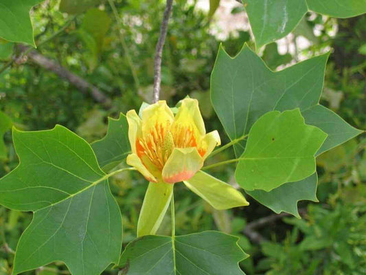 Tulip Poplar Seedlings - Package of 100