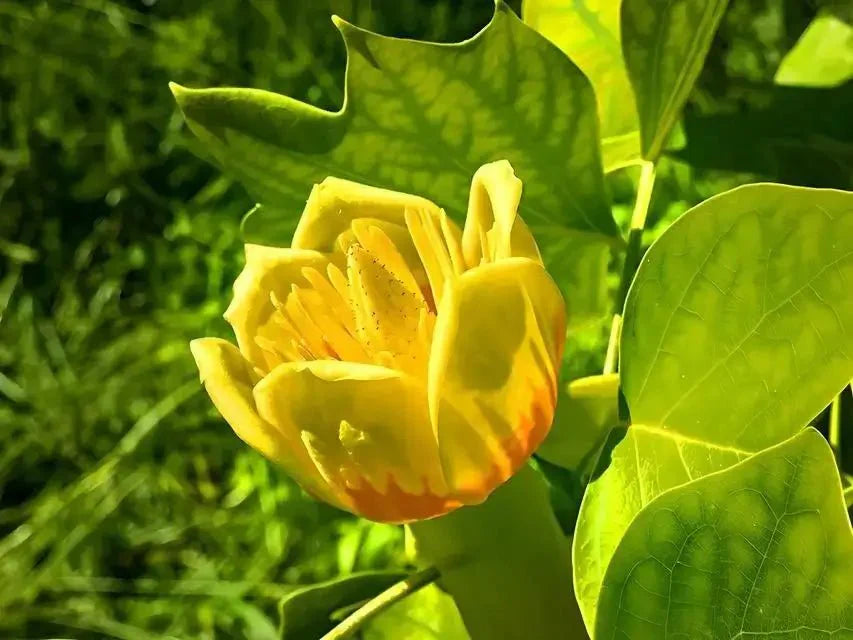 Tulip Tree