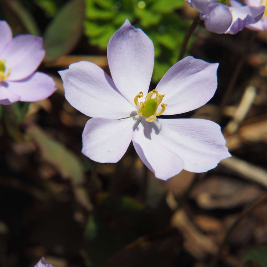 Twinleaf Plant