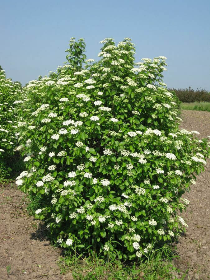 Viburnum Dentatum