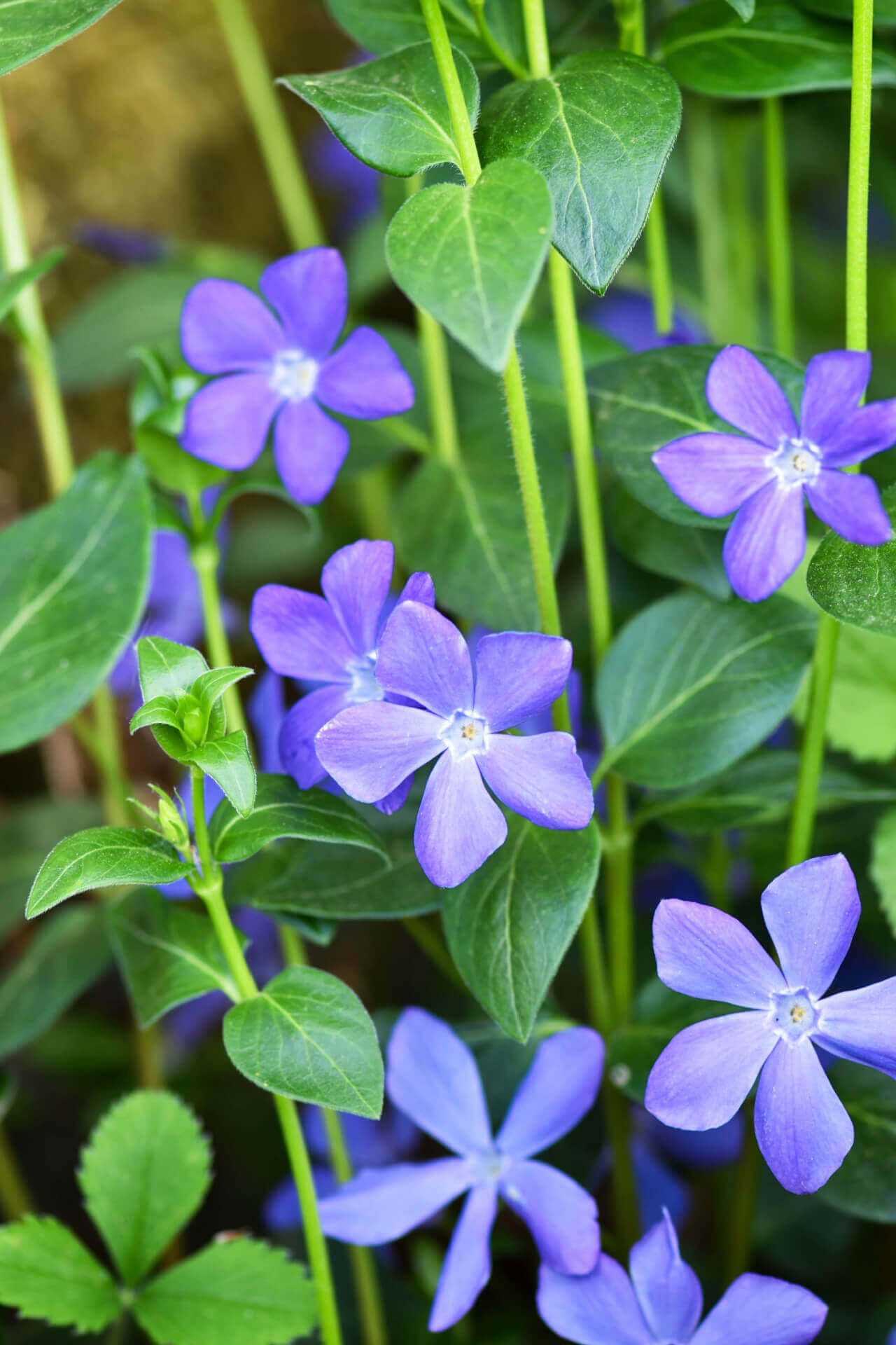 Vinca Minor