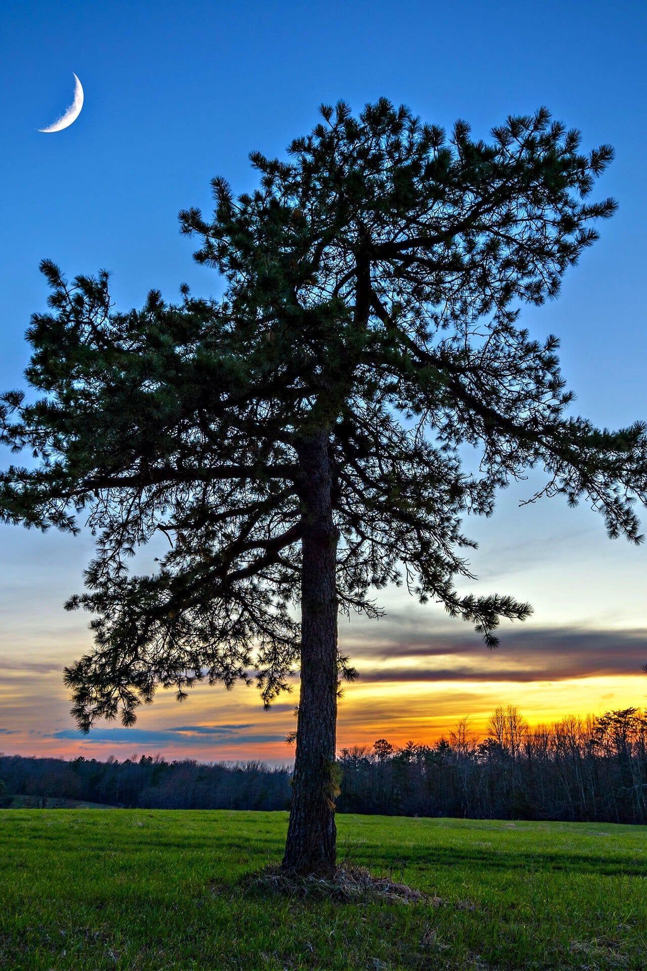 Virginia Pine Seedlings