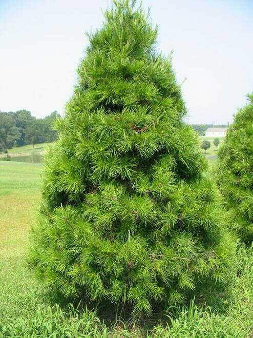 Virginia Pine Seedlings