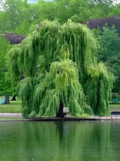 Weeping Willow