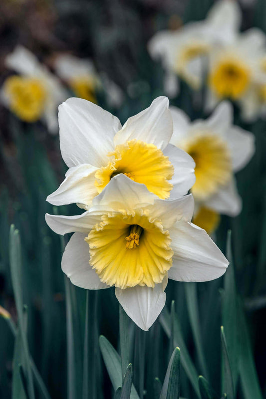 White Daffodil