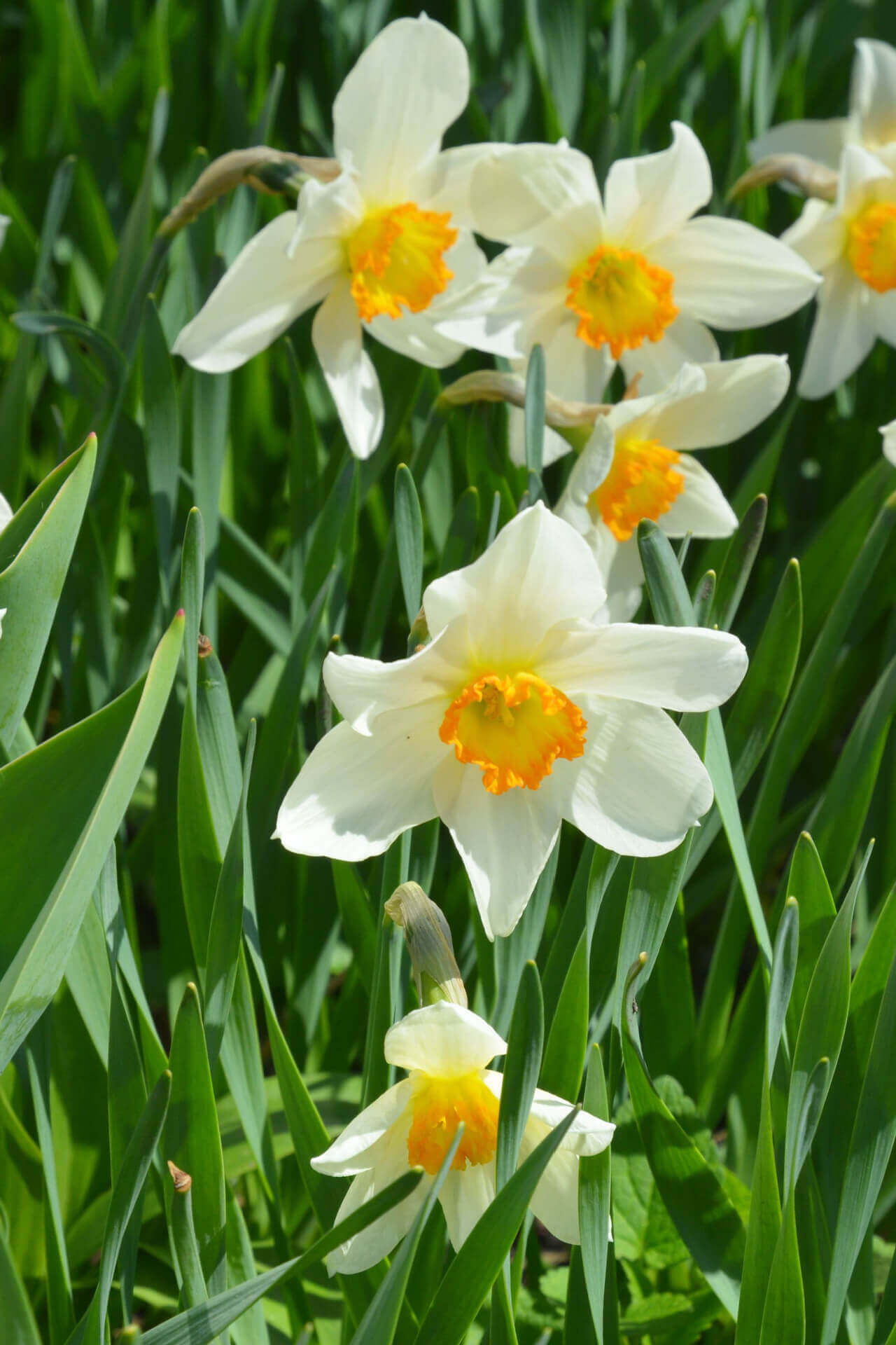 White Daffodil