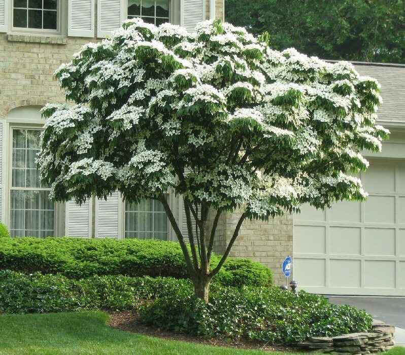 White Dogwood Seedlings - Package of 100