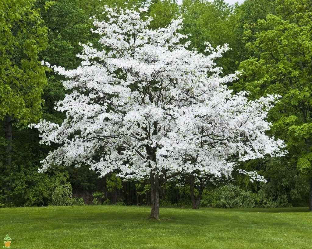 White Dogwood Seedlings - Package of 100