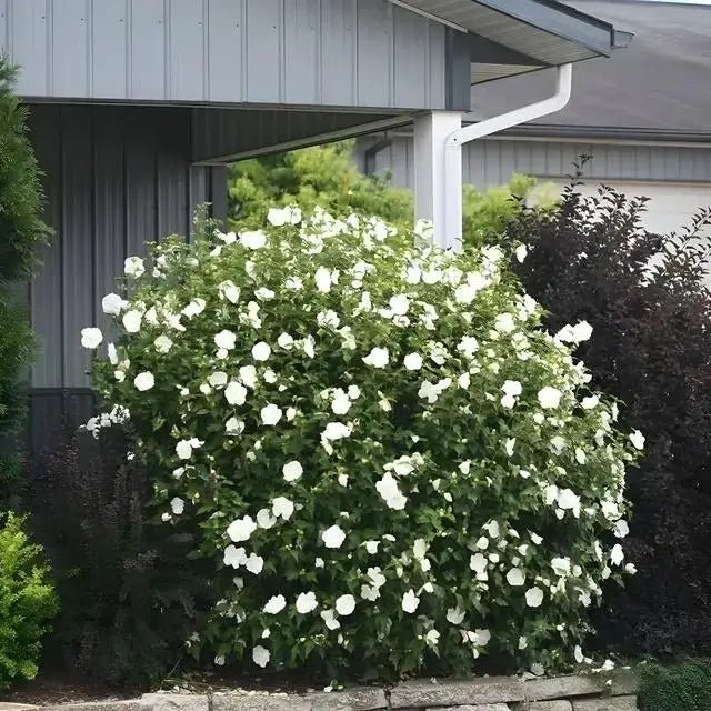 White Hibiscus