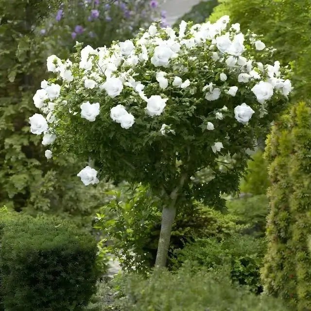 White Hibiscus