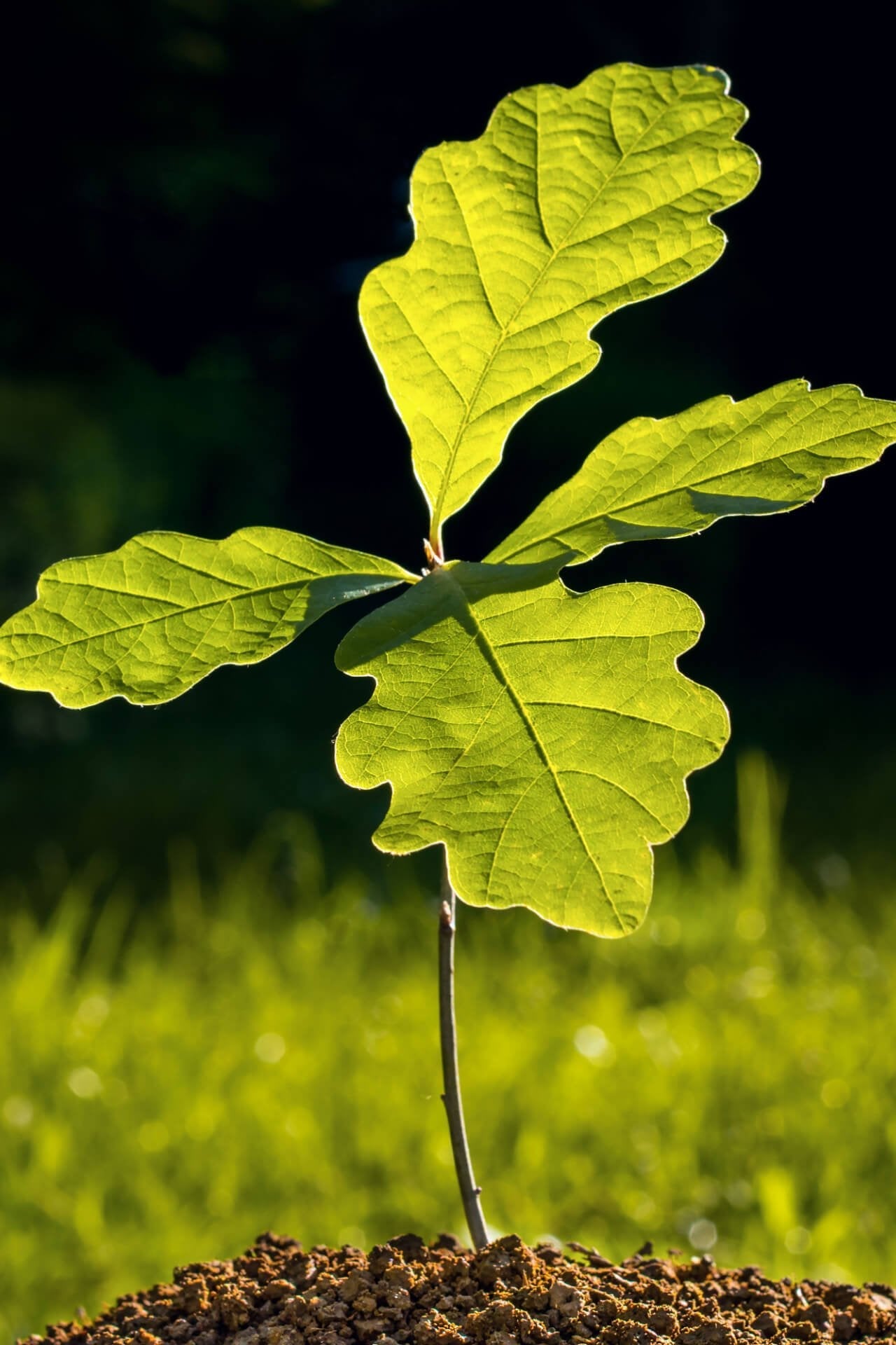 White Oak Seedlings - Package of 100