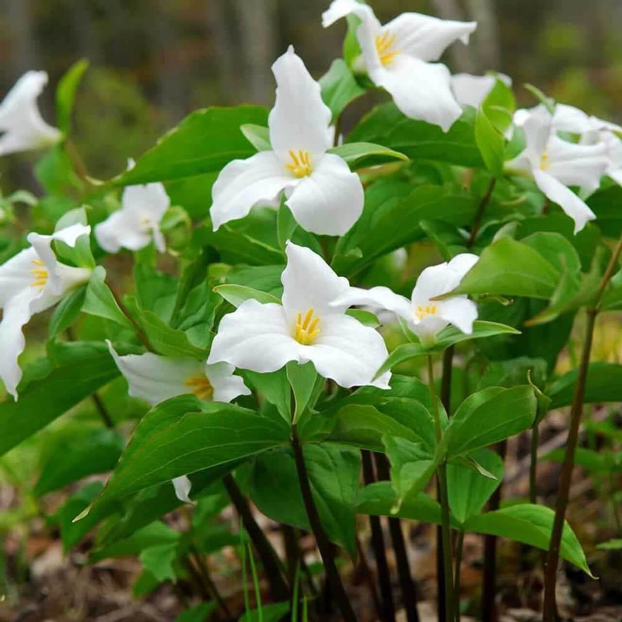 White Trillium