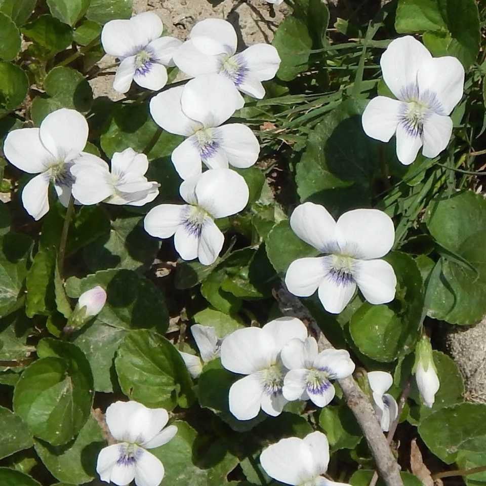 White Violet