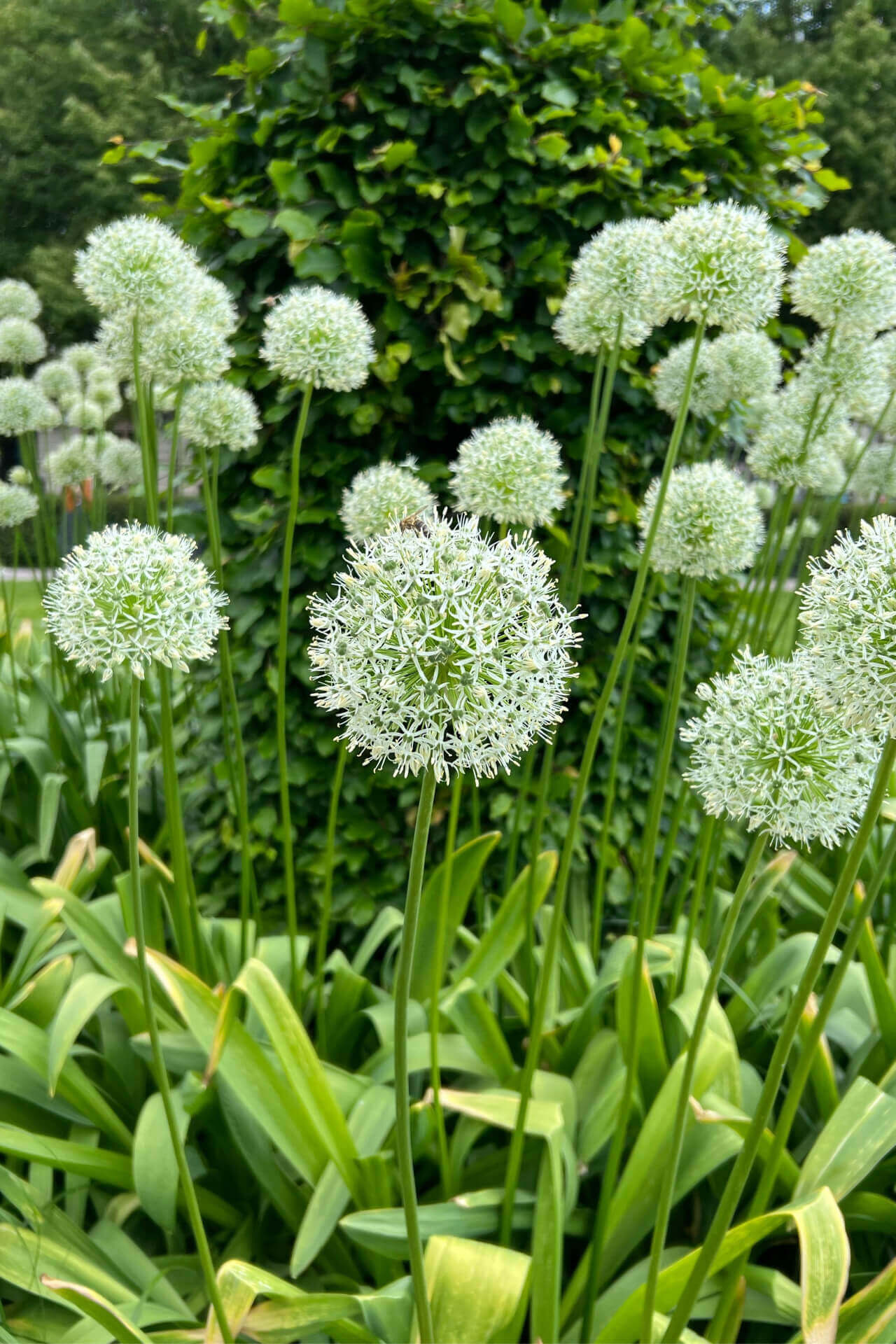 Wild Garlic