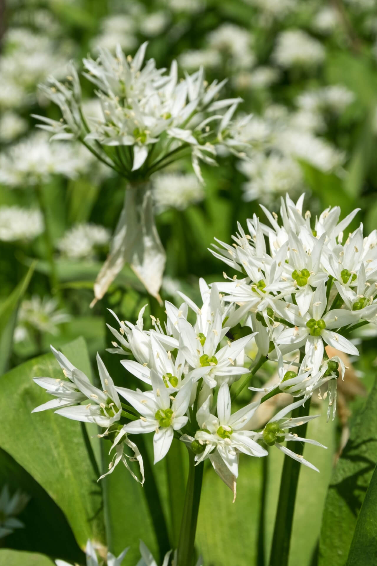 Wild Garlic