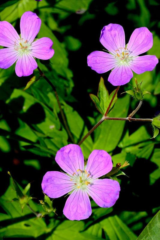 Wild Geranium