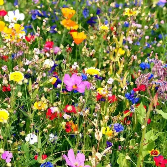 Wildflower Package 25 Plants