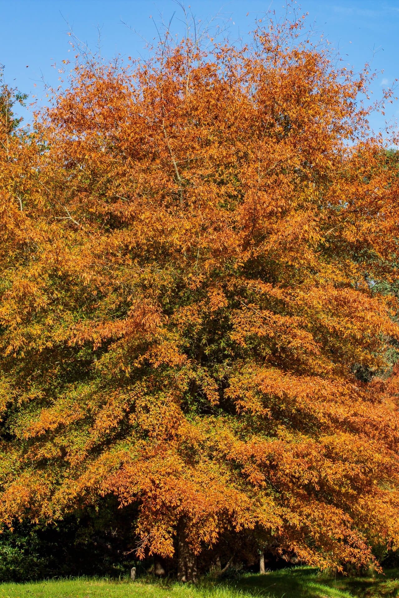 Willow Oak Tree