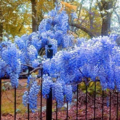 Wisteria Tree