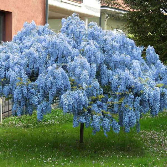 Wisteria Tree