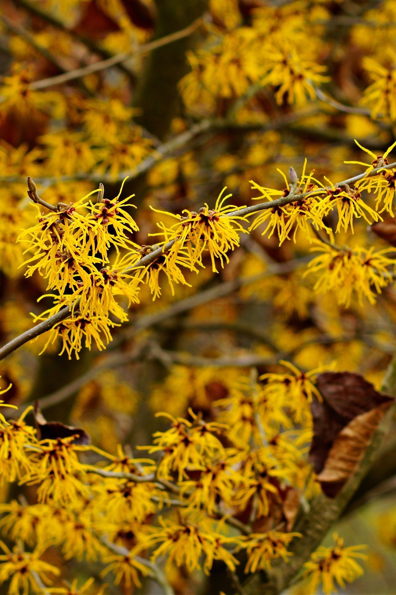 Witch Hazel