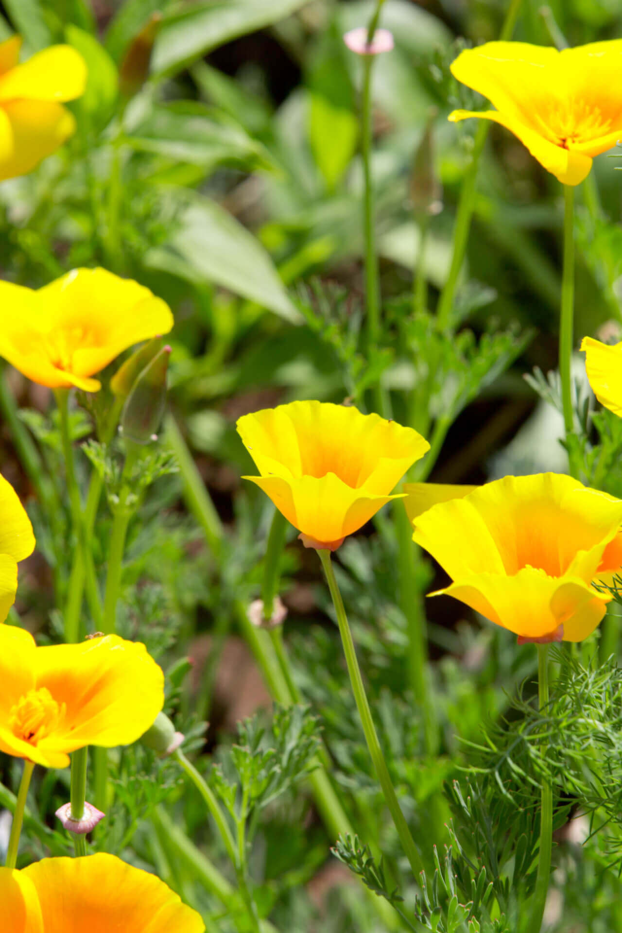 Wood Poppy