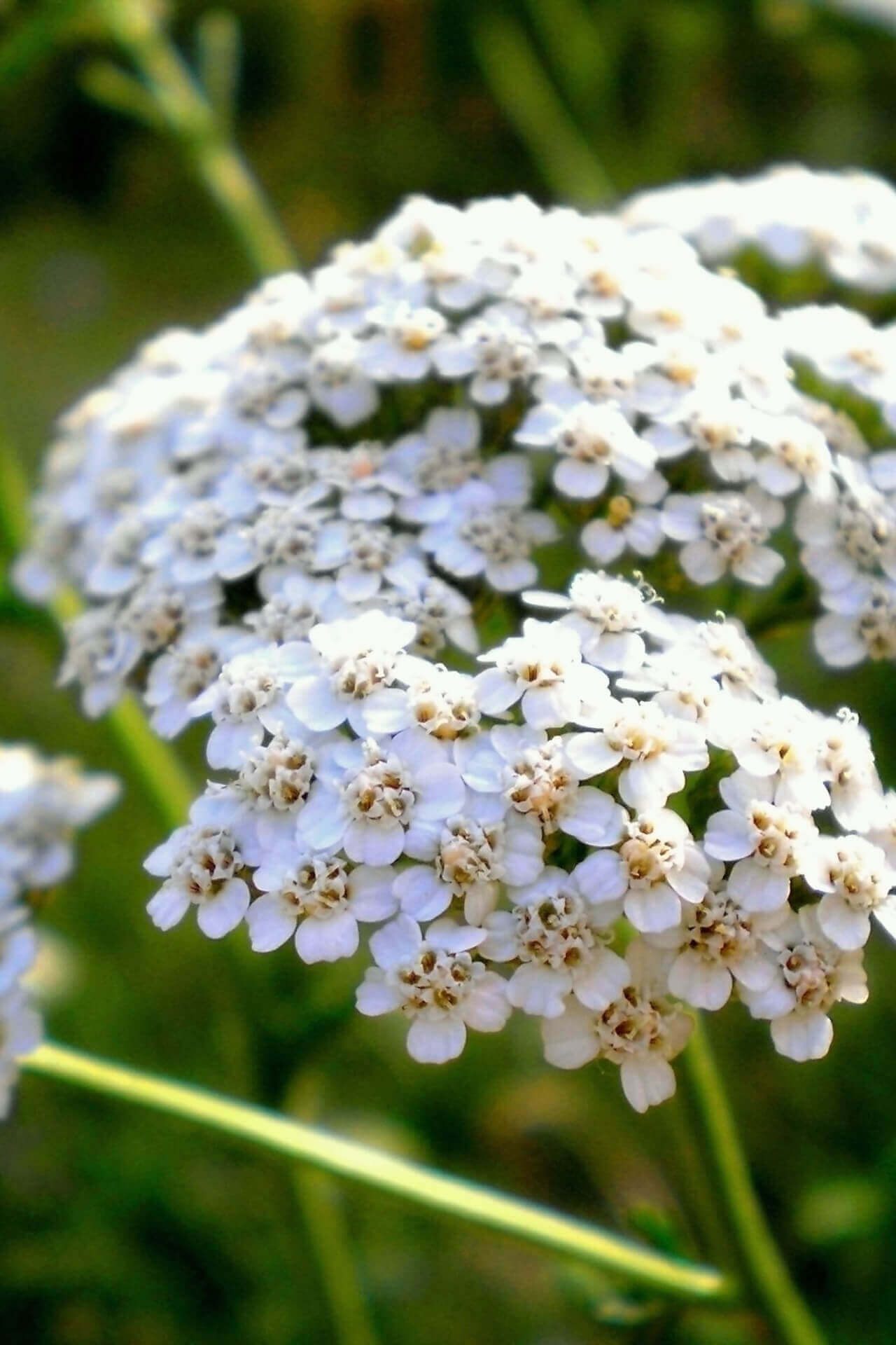 Yarrow