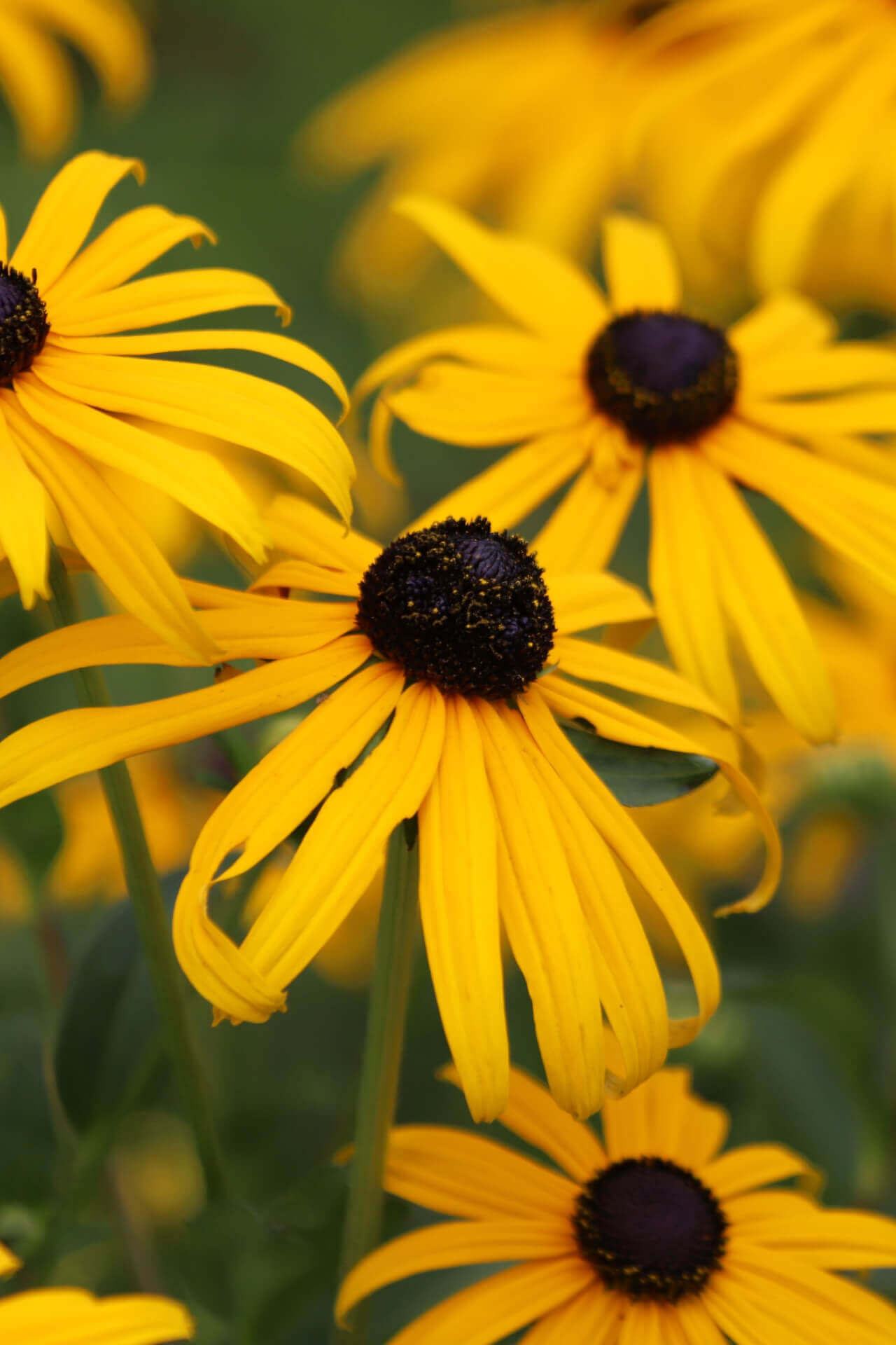 Yellow Coneflower