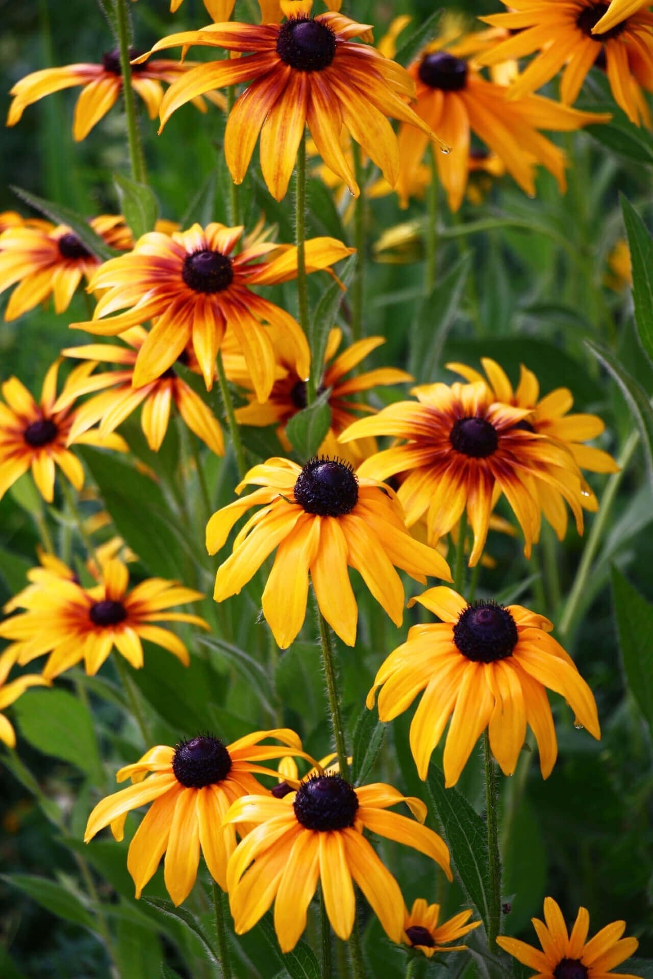 Yellow Coneflower